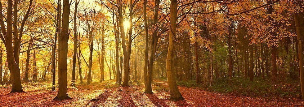 detox automne