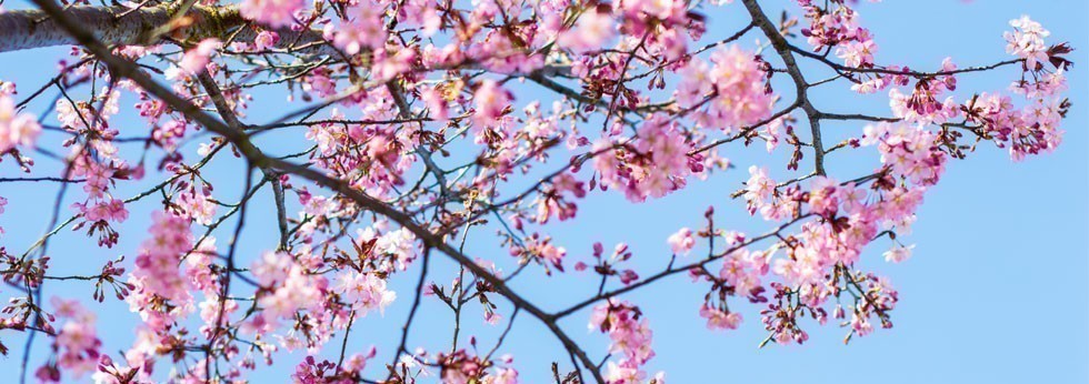 detox printemps