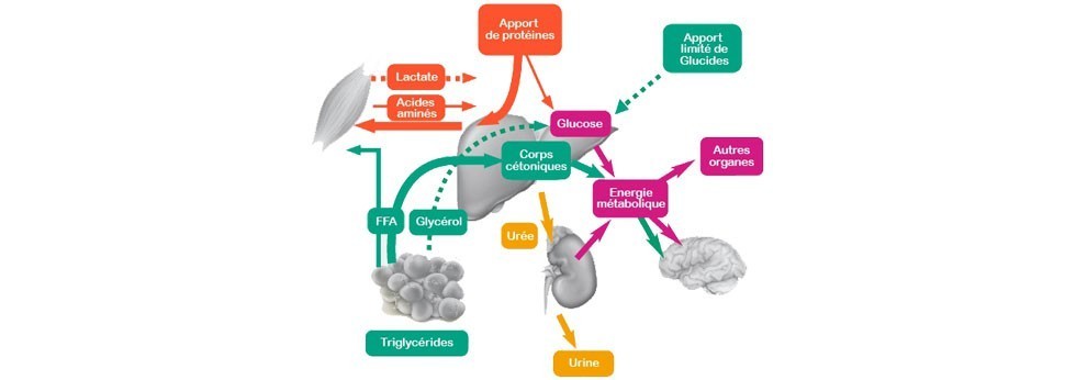 programme minceur cetose